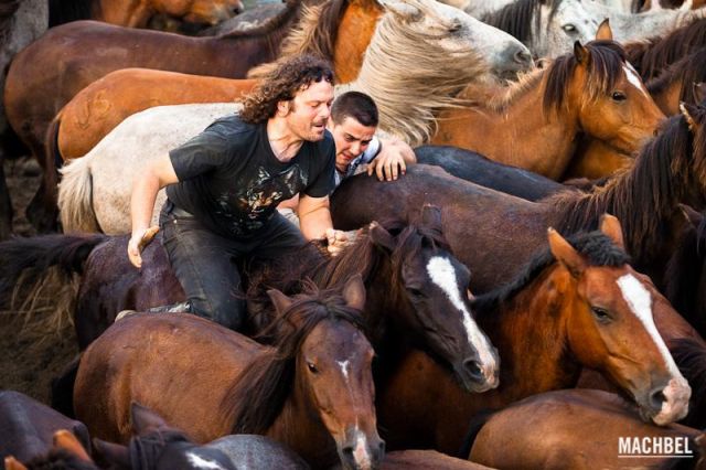 Aloitador cabalgando Aloitador cabalgando Rapa das Bestas 2012 Sabucedo Galicia España 3 640x426 A Rapa das Bestas, peluquería de caballos en Sabucedo, Galicia