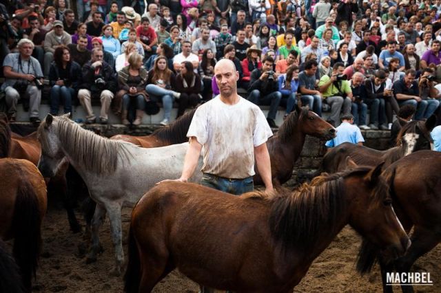 Aloitador esperando su turno Aloitador esperando su turno Rapa das Bestas 2012 Sabucedo Galicia España 640x426 A Rapa das Bestas, peluquería de caballos en Sabucedo, Galicia