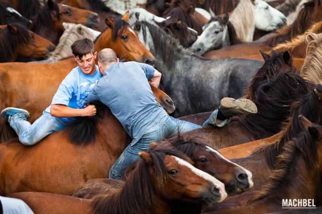 Aloitadores lanzándose sobre el caballo Aloitadores lanzándose sobre el caballo Rapa das Bestas 2012 Sabucedo Galicia España 2 640x426 A Rapa das Bestas, peluquería de caballos en Sabucedo, Galicia