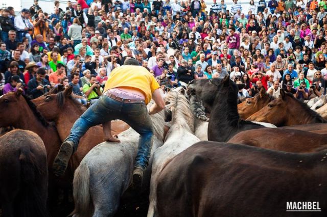 Aloitadores lanzándose sobre el caballo Aloitadores lanzándose sobre el caballo Rapa das Bestas 2012 Sabucedo Galicia España 3 640x426 A Rapa das Bestas, peluquería de caballos en Sabucedo, Galicia