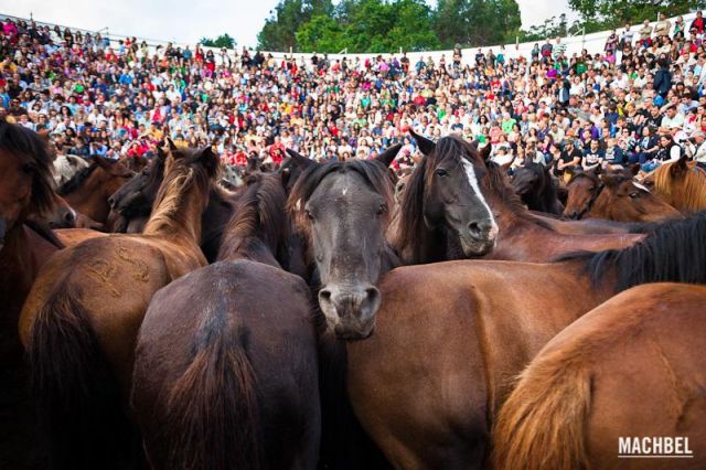 Caballo antes de ser rapado Caballo antes de ser rapado Rapa das Bestas 2012 Sabucedo Galicia España 640x426 A Rapa das Bestas, peluquería de caballos en Sabucedo, Galicia