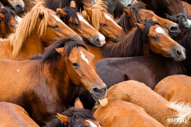 Caballo burlón Caballo burlón Rapa das Bestas 2012 Sabucedo Galicia España 640x426 A Rapa das Bestas, peluquería de caballos en Sabucedo, Galicia