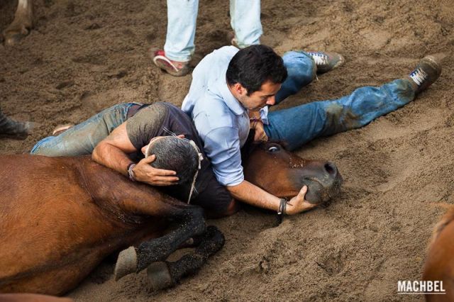 Caballo en posición de rapa Caballo en posición de rapa Rapa das Bestas 2012 Sabucedo Galicia España 640x426 A Rapa das Bestas, peluquería de caballos en Sabucedo, Galicia