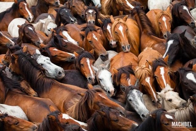 Caballos gallegos salvajes Caballos gallegos salvajes Rapa das Bestas 2012 Sabucedo Galicia España 2 640x426 A Rapa das Bestas, peluquería de caballos en Sabucedo, Galicia