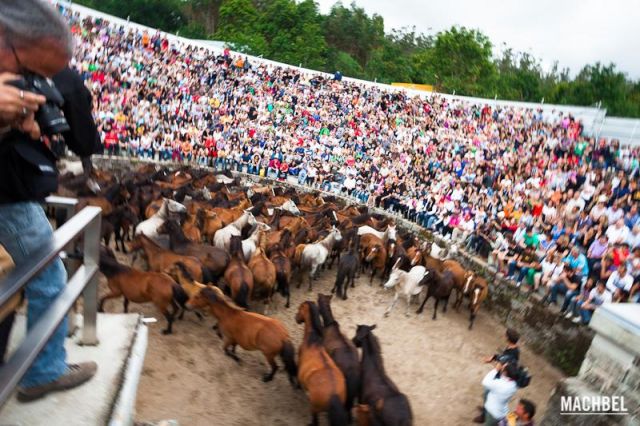 Caballos salvajes entrando en el curro Caballos salvajes entrando en el curro Rapa das Bestas 2012 Sabucedo Galicia España 2 640x426 A Rapa das Bestas, peluquería de caballos en Sabucedo, Galicia