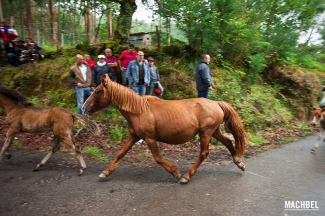 Camino al curro Camino al curro Rapa das Bestas 2012 Sabucedo Galicia España 640x426 A Rapa das Bestas, peluquería de caballos en Sabucedo, Galicia