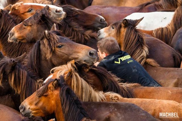 Cara a cara Cara a cara Rapa das Bestas 2012 Sabucedo Galicia España 640x426 A Rapa das Bestas, peluquería de caballos en Sabucedo, Galicia