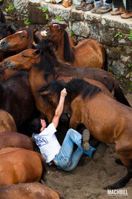 Caída del caballo de un aloitador Caída del caballo de un aloitador Rapa das Bestas 2012 Sabucedo Galicia España 426x640 A Rapa das Bestas, peluquería de caballos en Sabucedo, Galicia