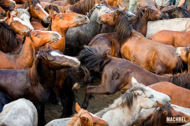 Coces Coces Rapa das Bestas 2012 Sabucedo Galicia España 640x426 A Rapa das Bestas, peluquería de caballos en Sabucedo, Galicia