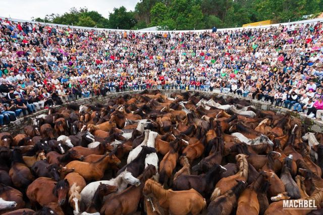 Curro lleno de caballos salvajes Curro lleno de caballos salvajes Rapa das Bestas 2012 Sabucedo Galicia España 640x426 A Rapa das Bestas, peluquería de caballos en Sabucedo, Galicia