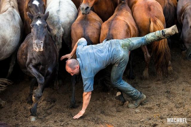 El baile del caballo El baile del caballo Rapa das Bestas 2012 Sabucedo Galicia España 640x426 A Rapa das Bestas, peluquería de caballos en Sabucedo, Galicia