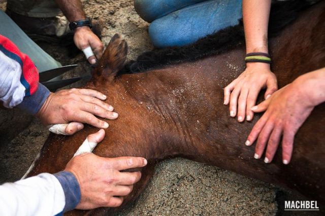 Manos sobre el caballo Manos sobre el caballo Rapa das Bestas 2012 Sabucedo Galicia España 640x426 A Rapa das Bestas, peluquería de caballos en Sabucedo, Galicia