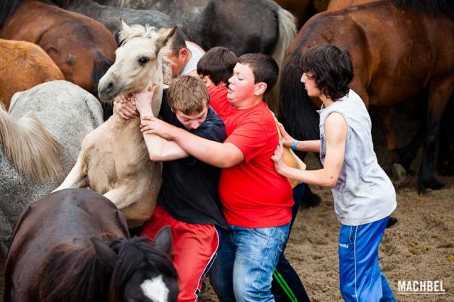 Niños cogiendo un potro salvaje Niños cogiendo un potro salvaje Rapa das Bestas 2012 Sabucedo Galicia España 640x426 A Rapa das Bestas, peluquería de caballos en Sabucedo, Galicia