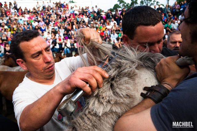Rapando al caballo Rapando al caballo Rapa das Bestas 2012 Sabucedo Galicia España 640x426 A Rapa das Bestas, peluquería de caballos en Sabucedo, Galicia