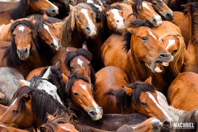 Sonrisa gingival Sonrisa gingival Rapa das Bestas 2012 Sabucedo Galicia España 640x426 A Rapa das Bestas, peluquería de caballos en Sabucedo, Galicia