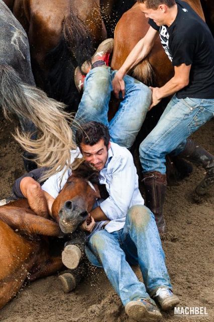 Todos al suelo Todos al suelo Rapa das Bestas 2012 Sabucedo Galicia España 426x640 A Rapa das Bestas, peluquería de caballos en Sabucedo, Galicia