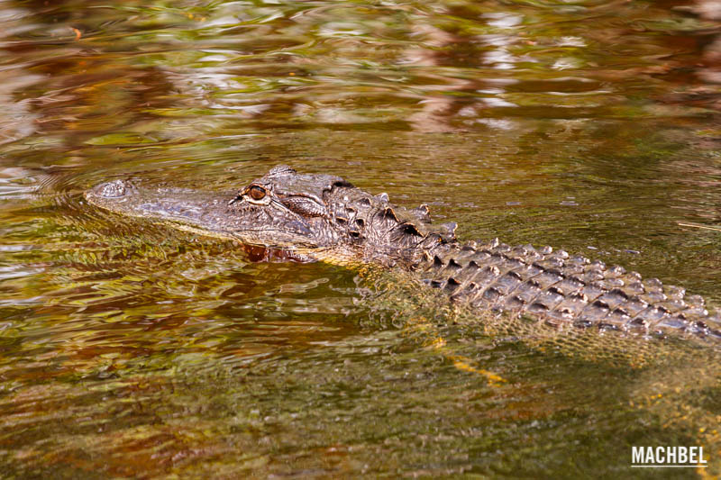 Buscándo aligators en el Parque Nacional de los Everglades, Miami, Florida, Estados Unidos