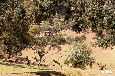 Animales de Extremadura, España