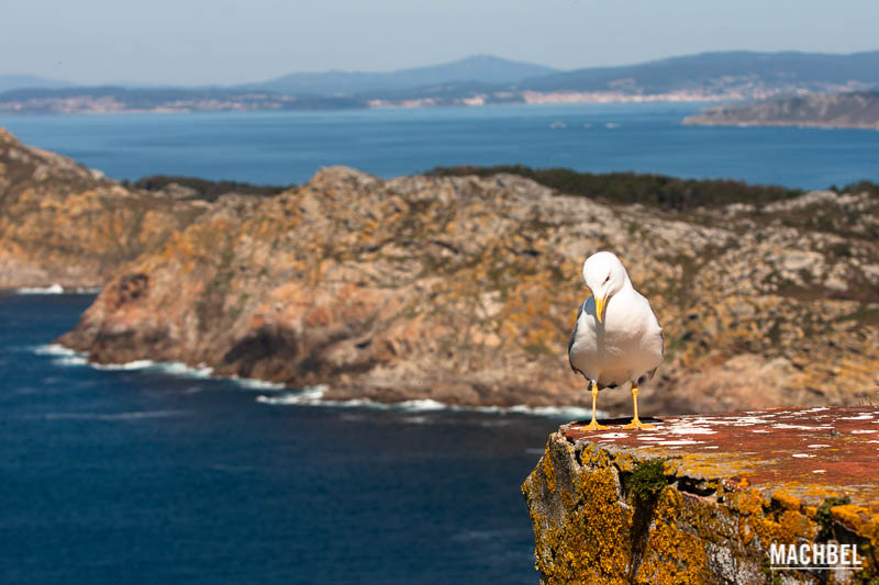 Parque Nacional de las Islas Atlánticas de Galicia, Islas Cíes