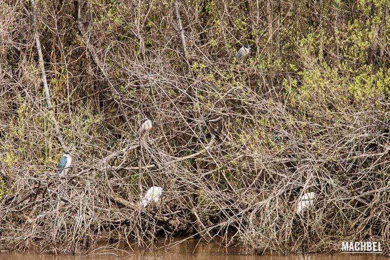 Cinco aves se esconden entre las ramas de la marisma