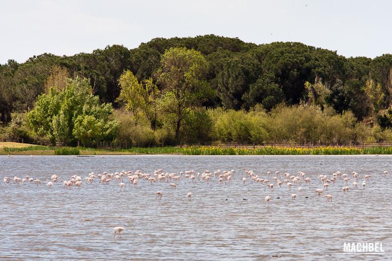 Flamencos en el agua de la laguna del Parque Nacional de Doñana, Andalucia