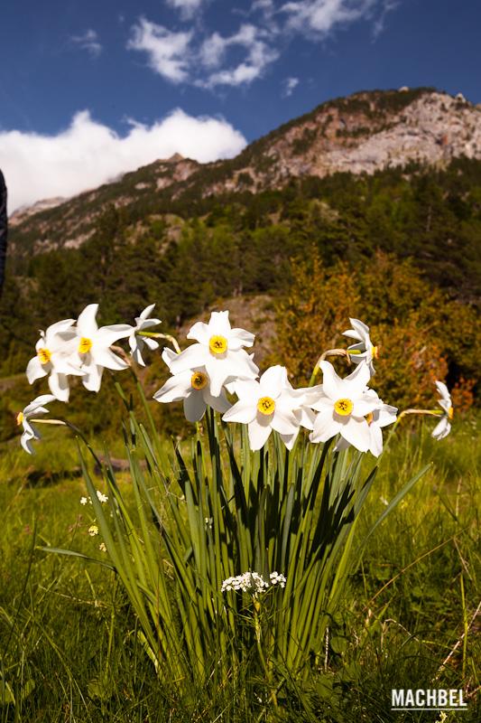 Flores blancas de los Pirineos, Ribagorza, Aragón, España