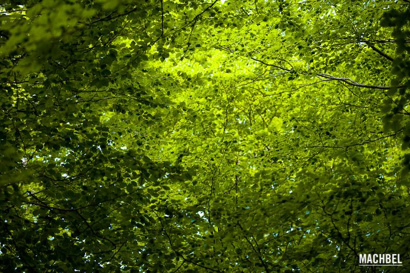 Frondosidad verde luminoso de un bosque de hayas de los Pirineos. Ribagorza, Aragón, España