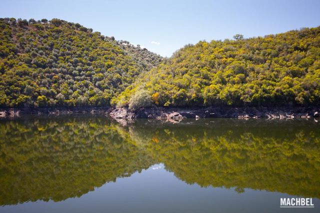 El bosque de encinas y alcornoques se refleja perfectamente sobre el río Tajo. Parque Natural del Taejo Internacional