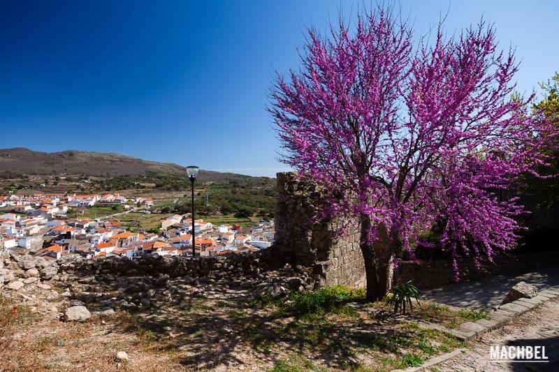 Árbol morado en plena flor en el mirador del castillo de Montánchez, Montánchez, Extremadura