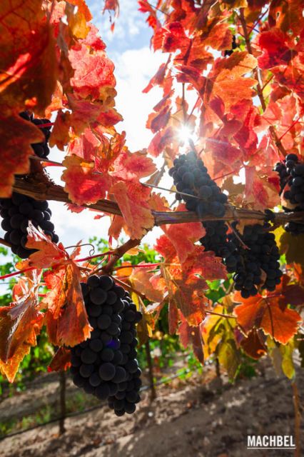 Visita y cata de vino en bodegas Hacienda Zorita, Salamanca, Castilla y León, España