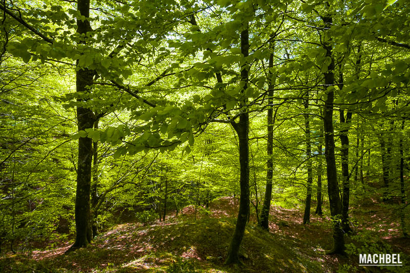 Embalses y bosque de Leurtza. Naturaleza en Navarra