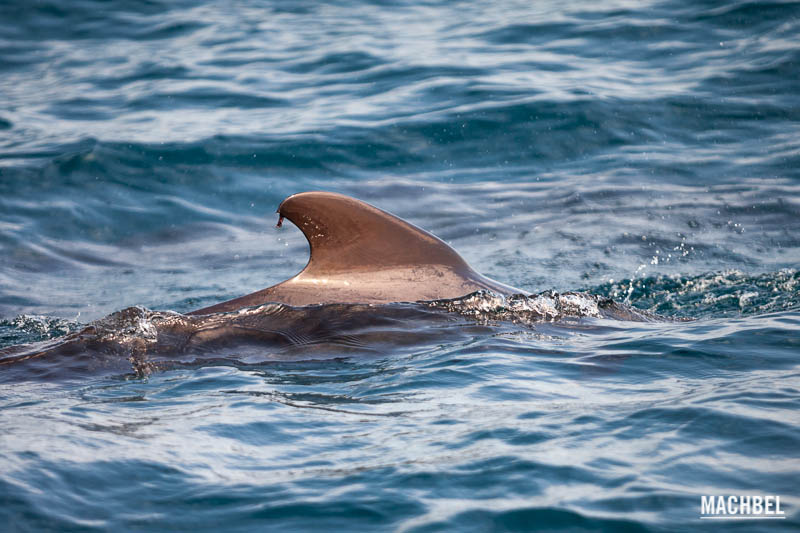 Avistamiento de cetáceos en Mar Mediterráneo, Mazarrón, Murcia