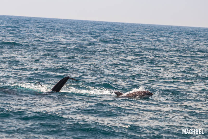 Avistamiento de cetáceos en Mar Mediterráneo, Mazarrón, Murcia