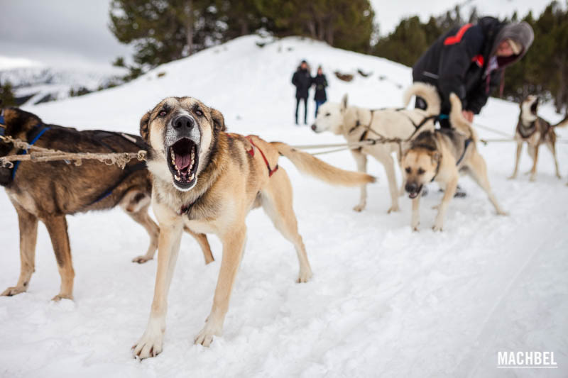 Mushing, trineo tirado por perros, en Andorra - by machbel