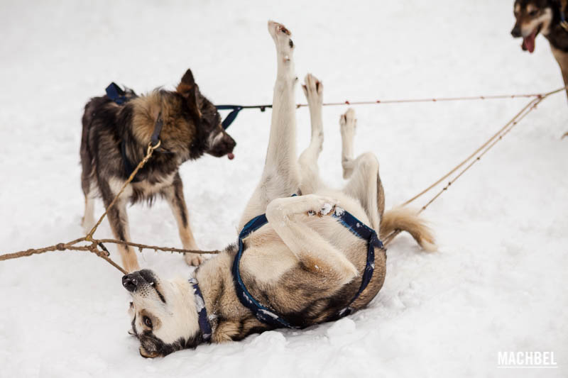 Mushing, trineo tirado por perros, en Andorra - by machbel