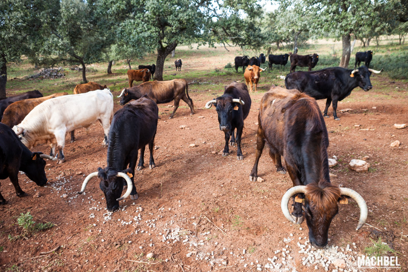 Visita al criadero de toros Reservatauro Ronda Malaga Andalucia by machbel