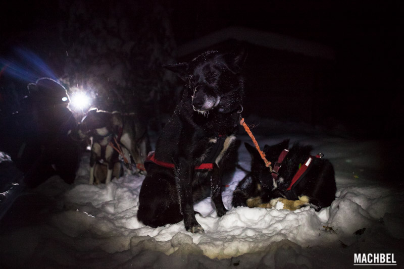 Travesía con Huskies por Laponia Finlandia by machbel