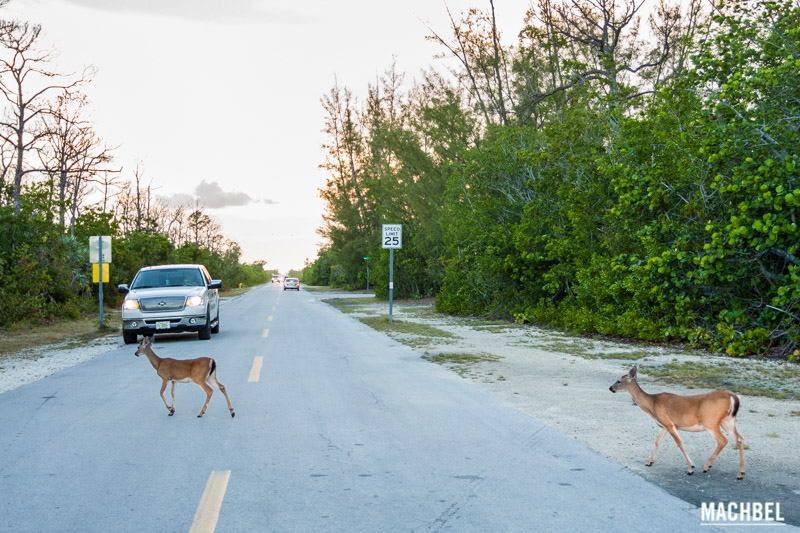 Ciervo de los Cayos (Key Deer) en Florida by machbel