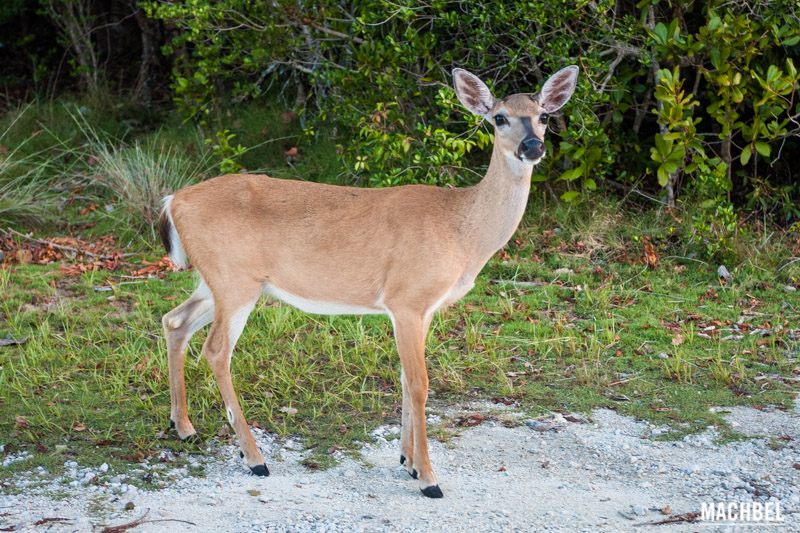 Ciervo de los Cayos (Key Deer) en Florida by machbel