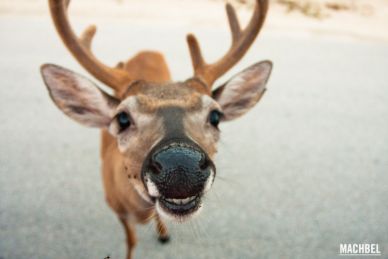 Ciervo de los Cayos (Key Deer) en Florida by machbel