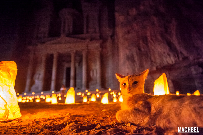 Gato delante del tesoro de Petra