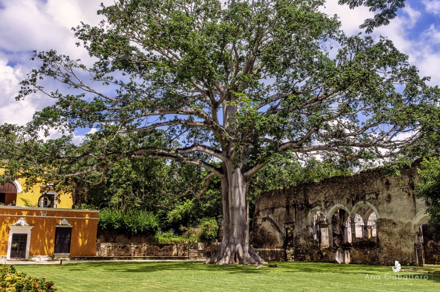 La ceiba, el árbol sagrado en la Hacienda Uayamón