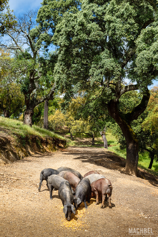 Cerdos ibéricos en Embutidos Eíriz