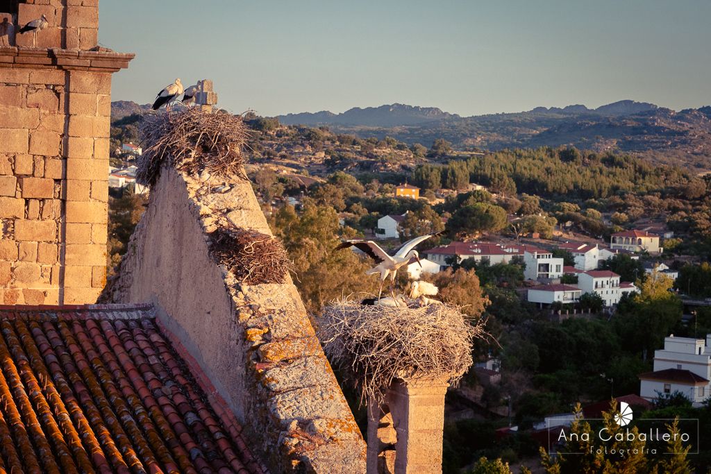 Cigüeñas desde la torre de Valencia de Alcántara