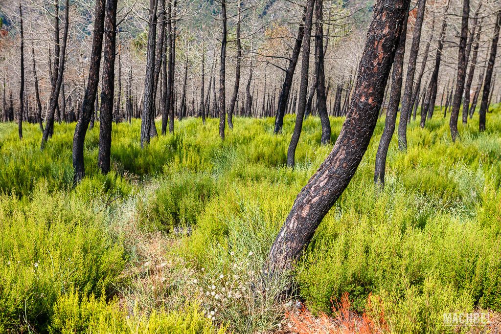 Bosque pasto de las llamas