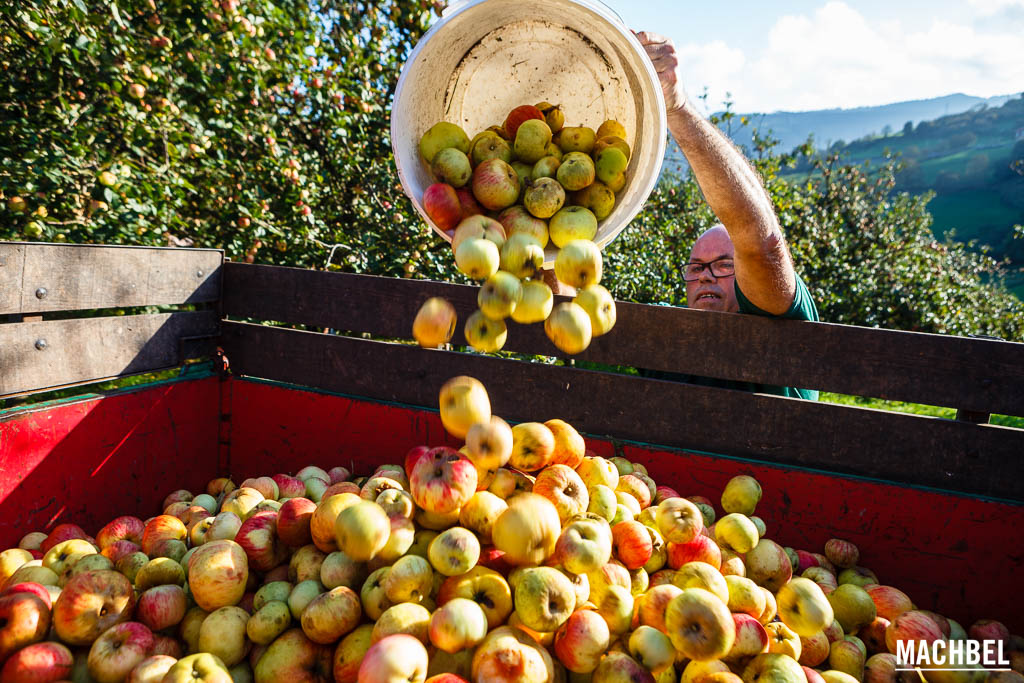 Recogiendo manzana para hacer sidra asturiana