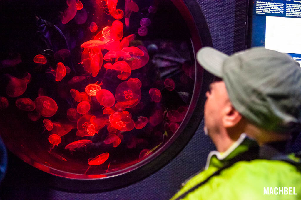 Visitando el Acuario de Gijón viendo medusas con fondo rojo