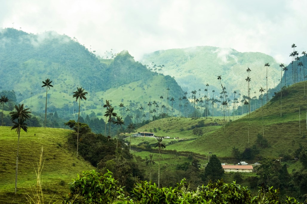Valle de Cocora